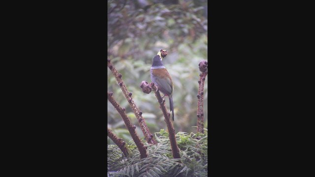 Hooded Mountain-Toucan - ML362517531