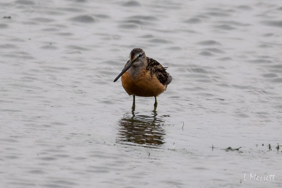 langnebbekkasinsnipe - ML362517801