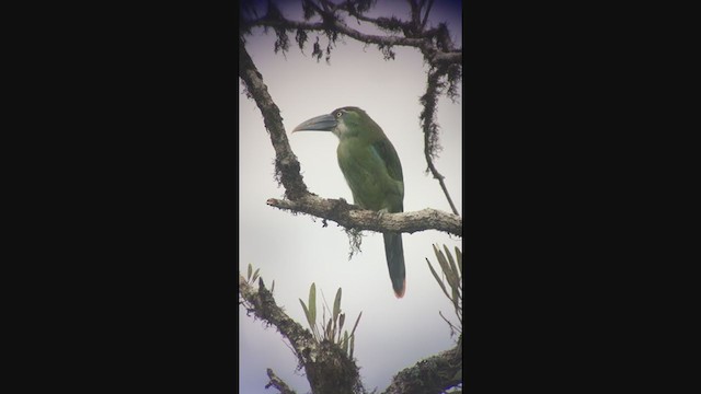 Blue-banded Toucanet - ML362518581