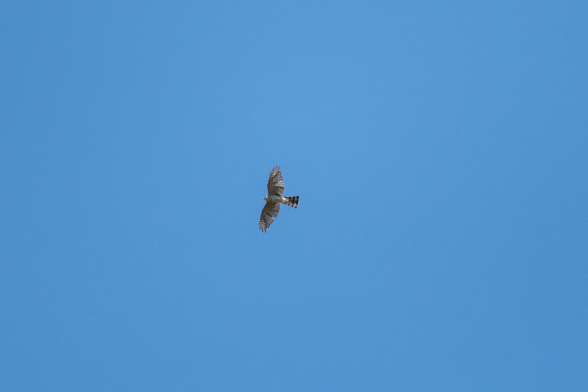 Sharp-shinned Hawk - ML362518601