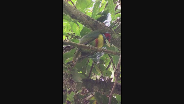 Versicolored Barbet - ML362518921