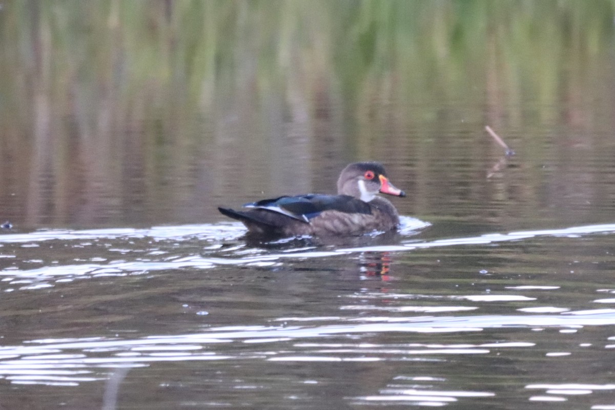 Wood Duck - ML362519921