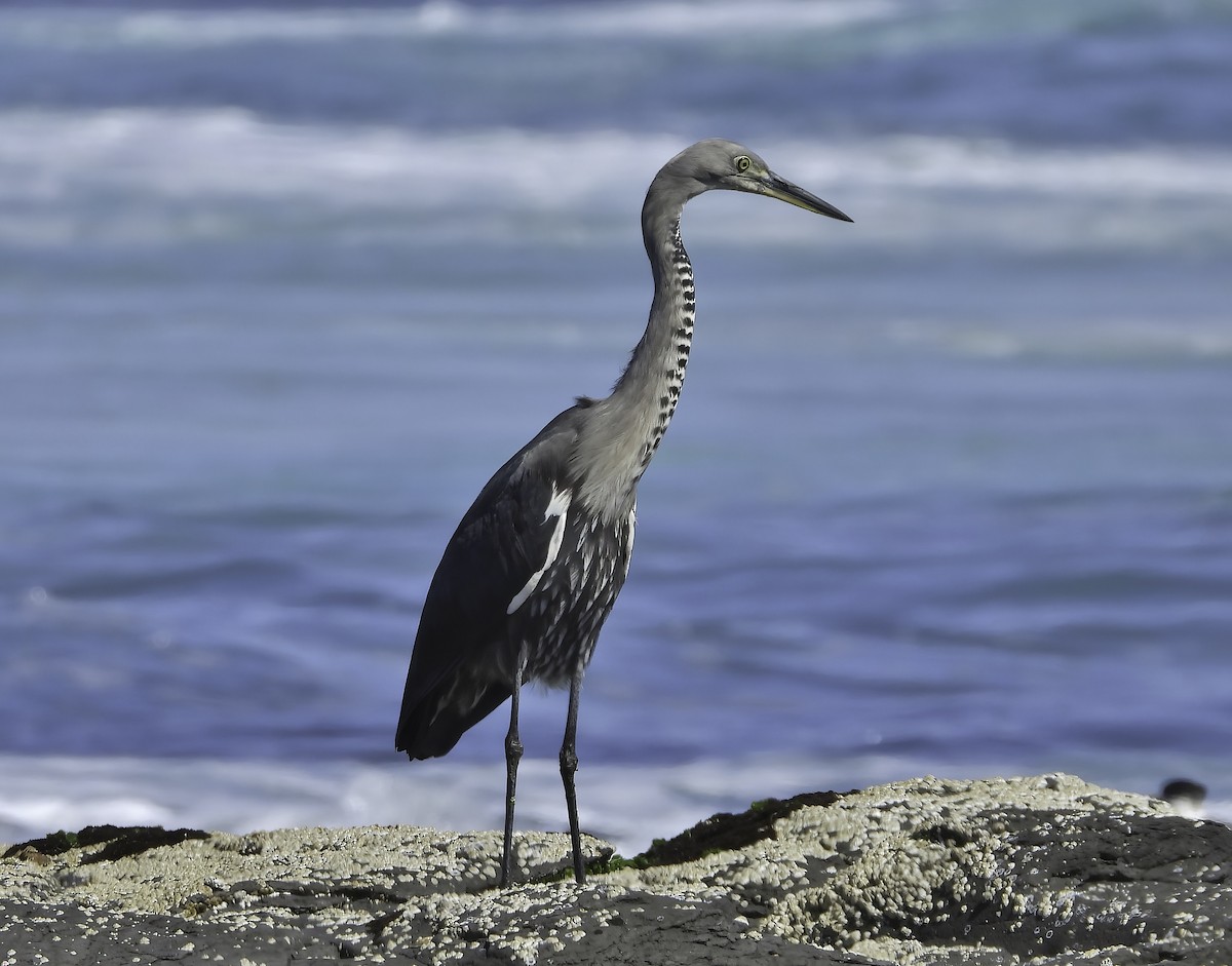 Pacific Heron - Steven McBride