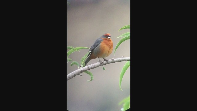 Cochabamba Mountain Finch - ML362520021