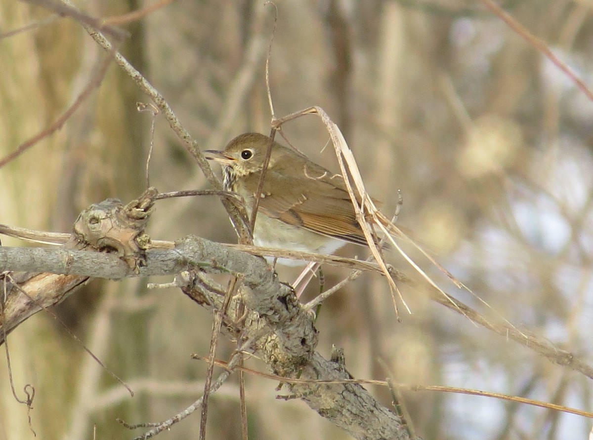 Hermit Thrush - ML36252271