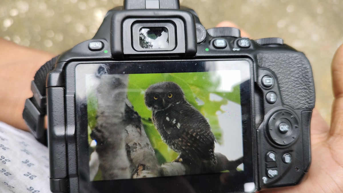 Jungle Owlet - ML362523451