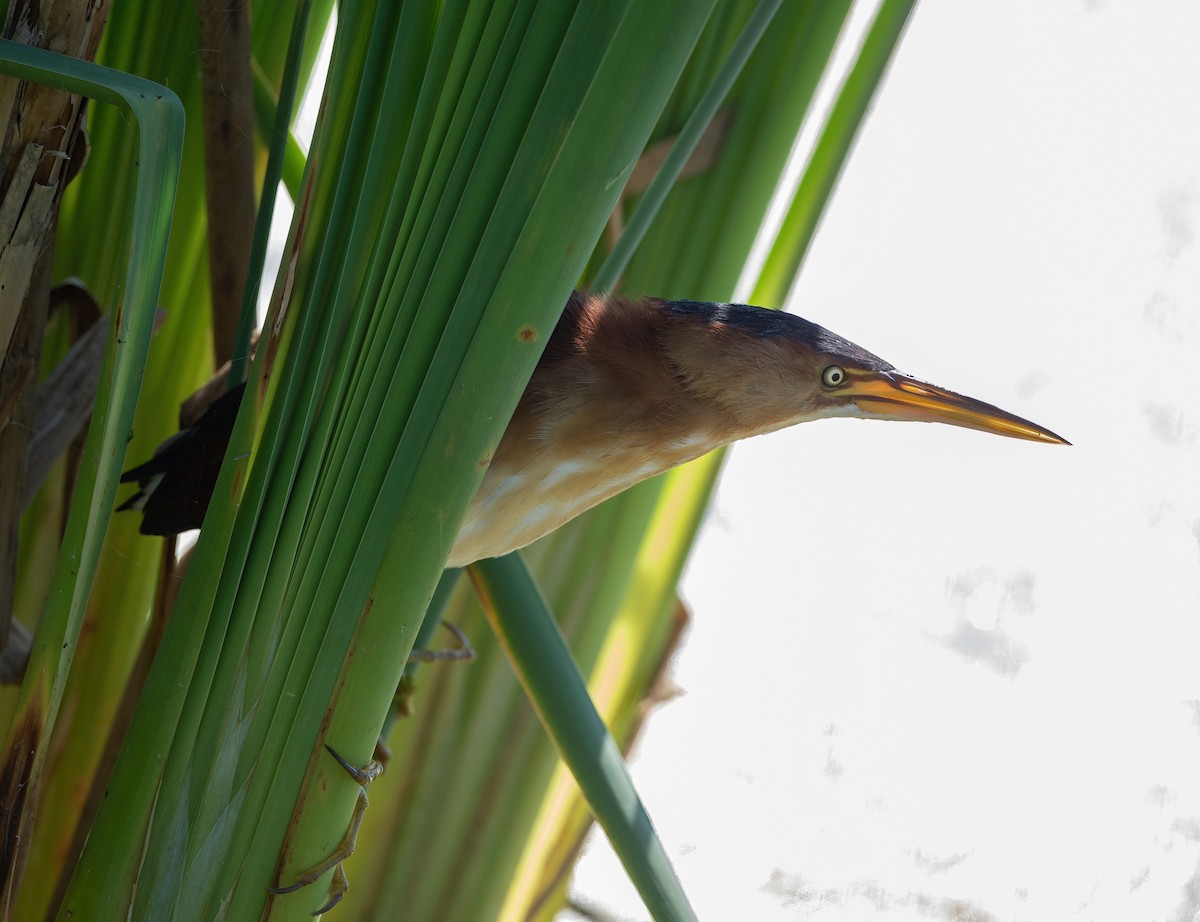 Least Bittern - ML362524741