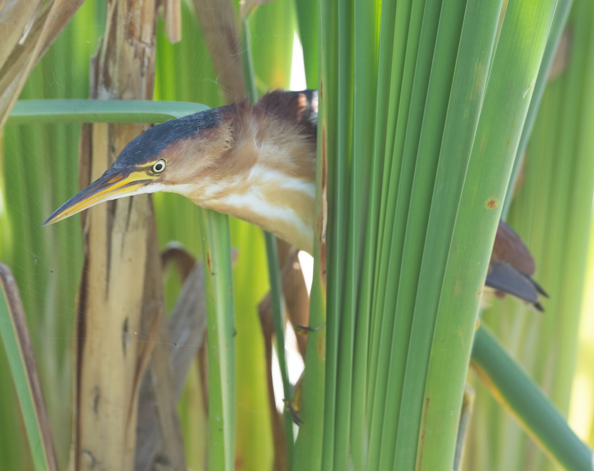 Least Bittern - ML362524811