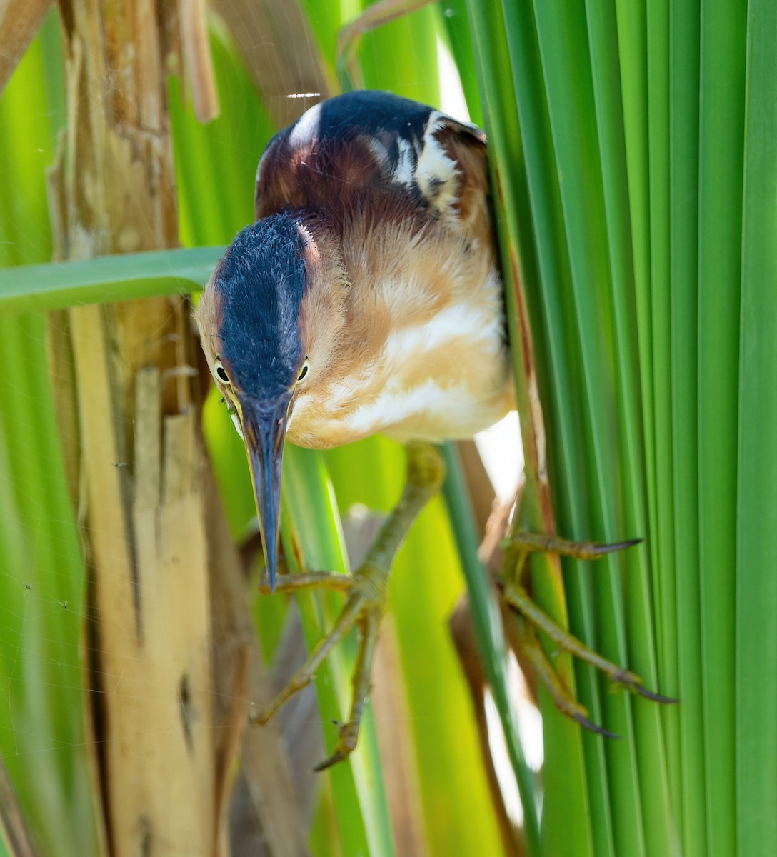 Least Bittern - ML362524871