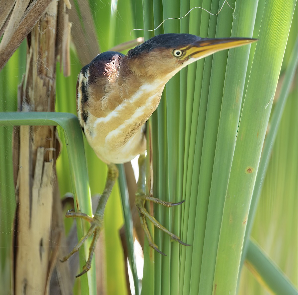 Least Bittern - ML362524891