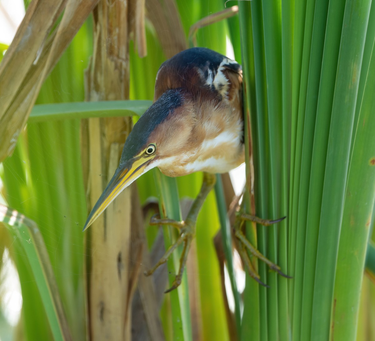 Least Bittern - ML362524911