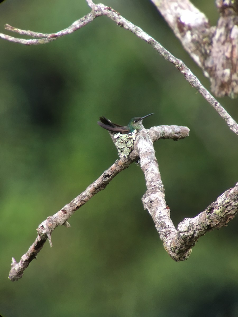 Many-spotted Hummingbird - Diego Calderón-Franco @diegoCOLbirding