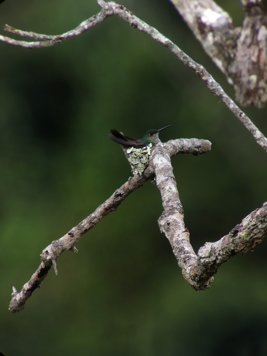 Many-spotted Hummingbird - Diego Calderón-Franco @diegoCOLbirding