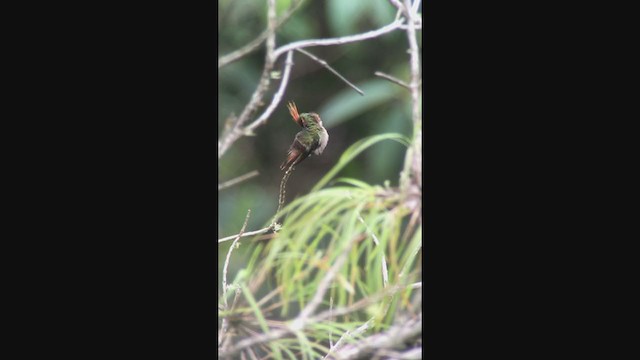 Rufous-crested Coquette - ML362528241