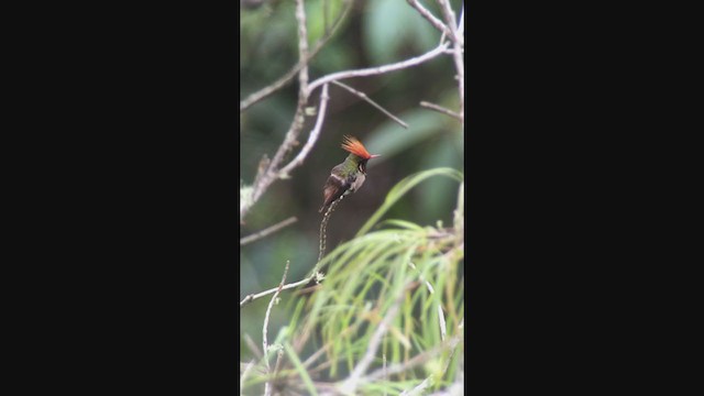 Rufous-crested Coquette - ML362528281