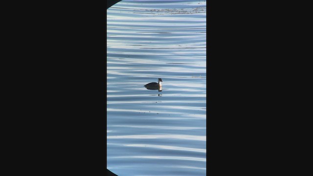 Titicaca Grebe - ML362529251