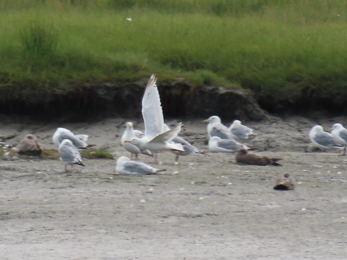 Herring x Glaucous Gull (hybrid) - Laura Burke