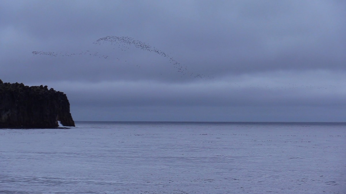 Least Auklet - ML362532401