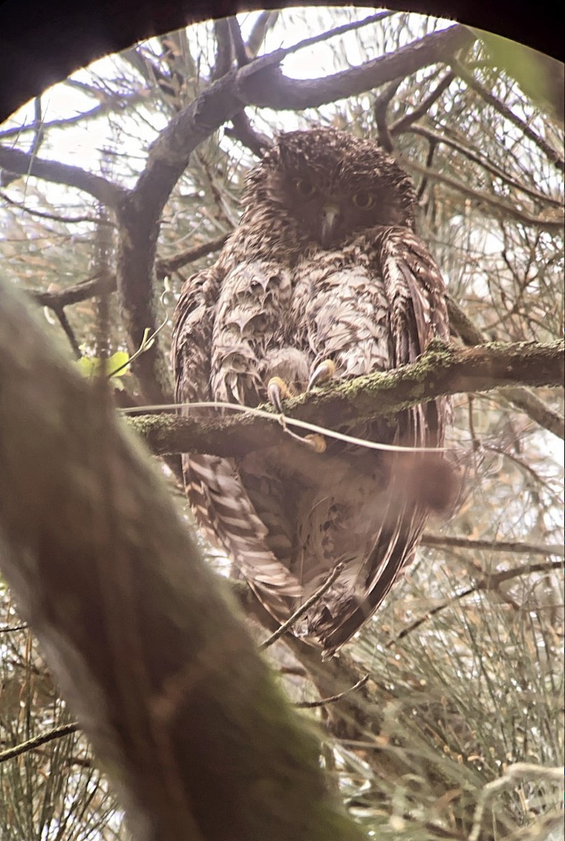 Powerful Owl - ML362532451