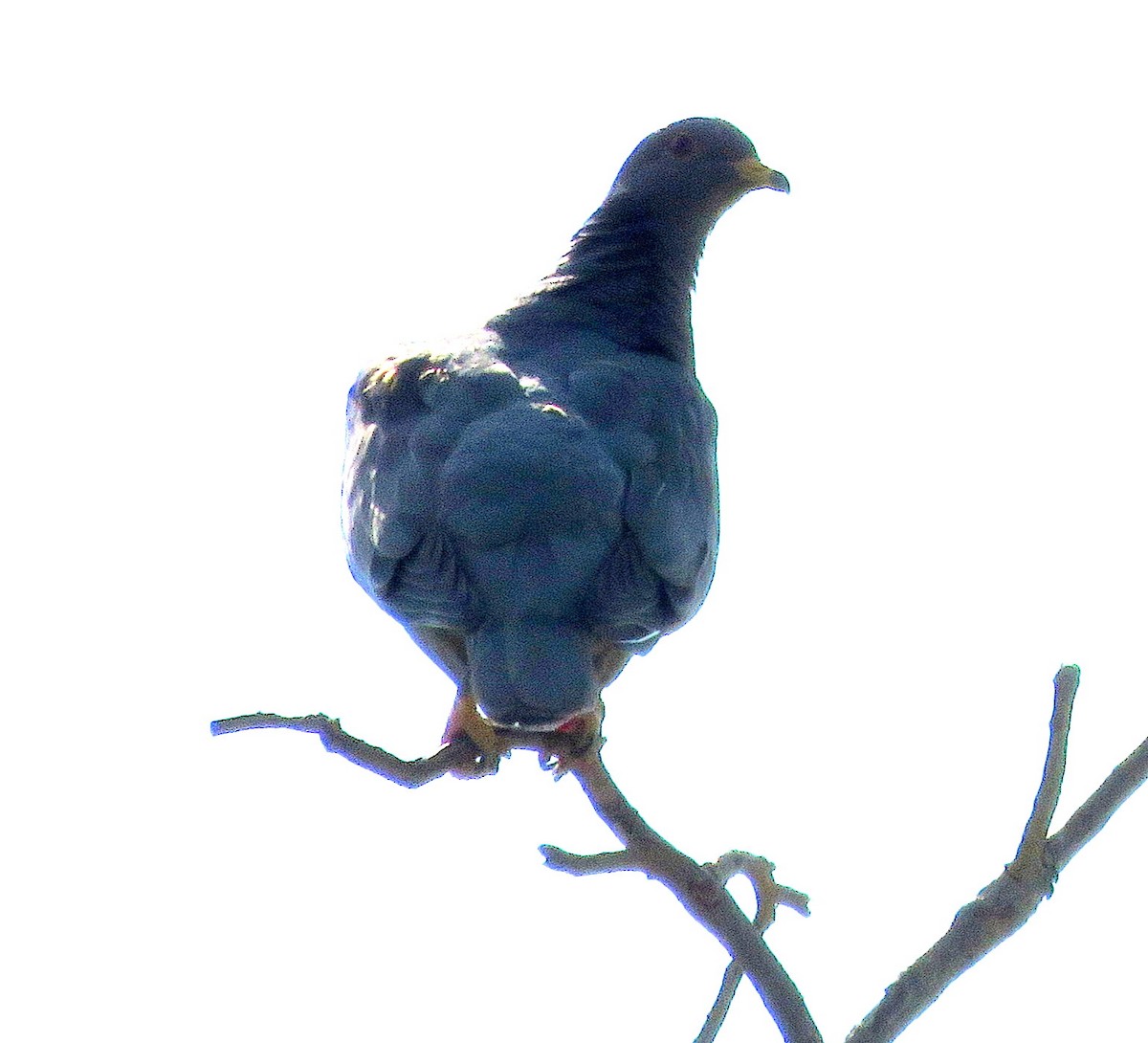 Band-tailed Pigeon - ML362532621