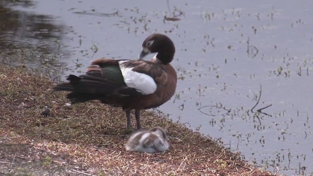 Australian Shelduck - ML362534021