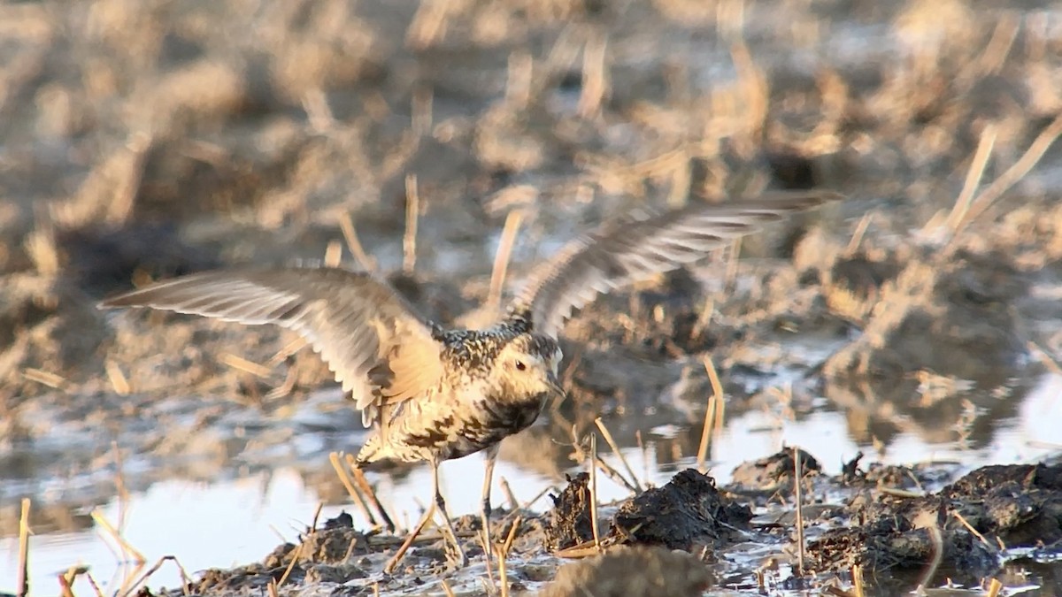 Pacific Golden-Plover - ML362534161