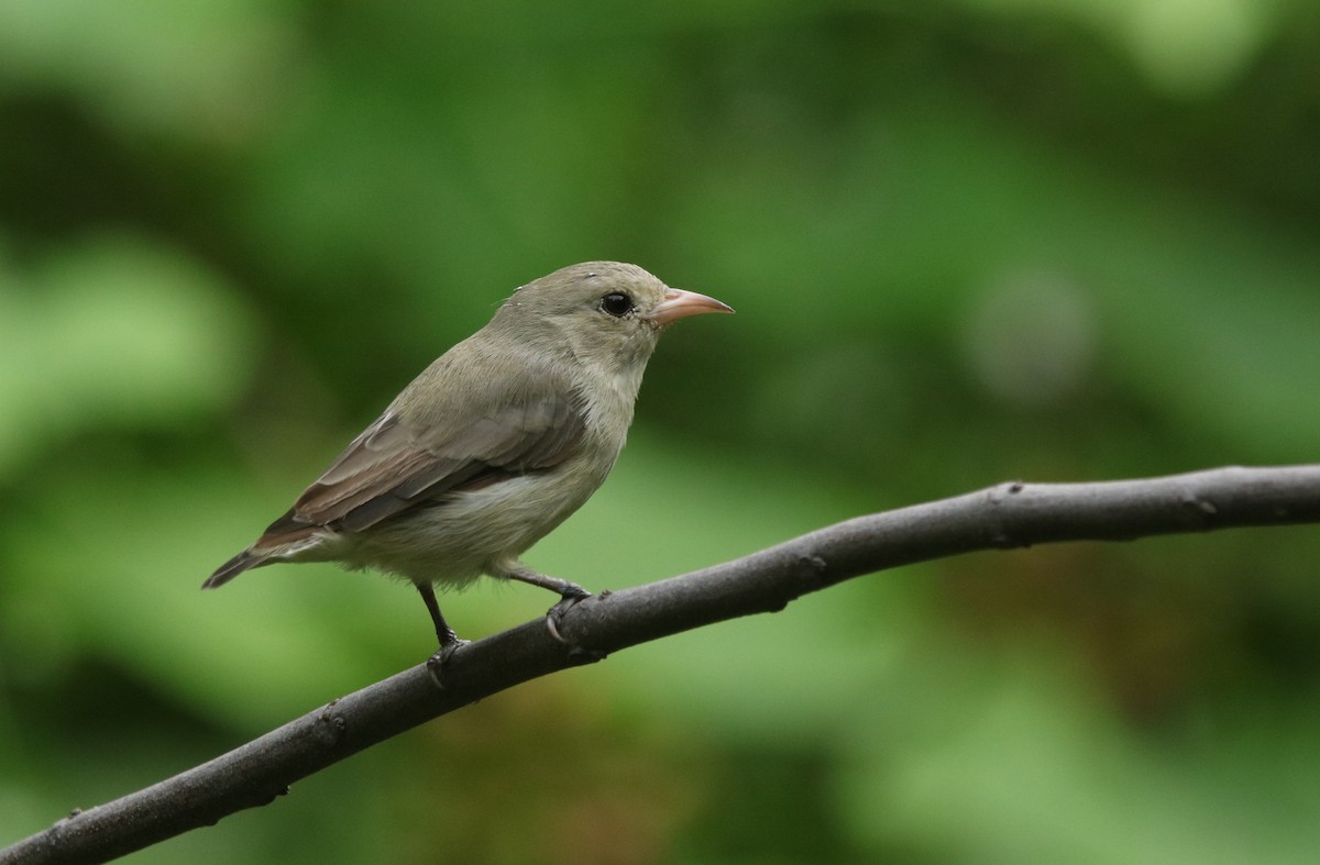 Pale-billed Flowerpecker - Vyom Vyas