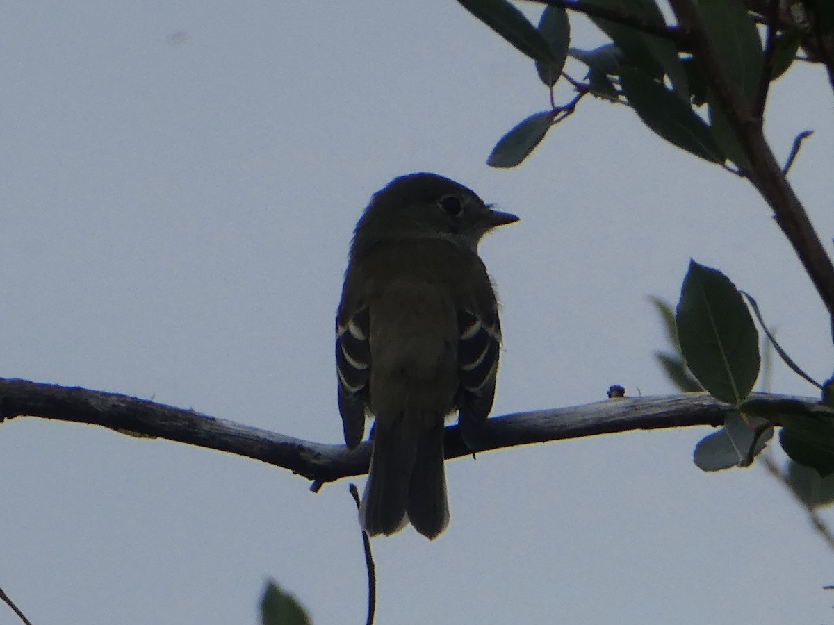 Mosquero sp. (Empidonax sp.) - ML362535691