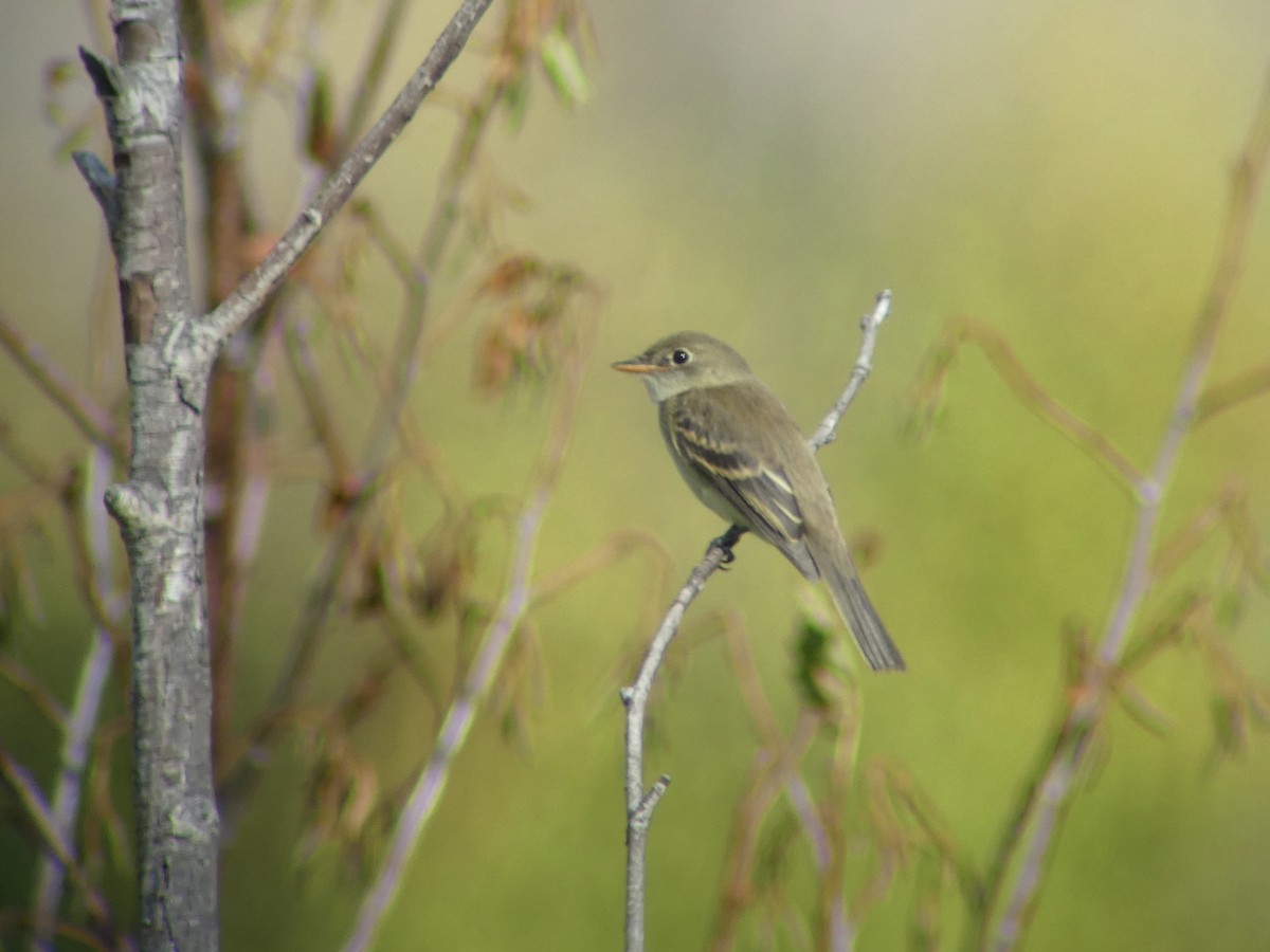 Mosquero sp. (Empidonax sp.) - ML362536121