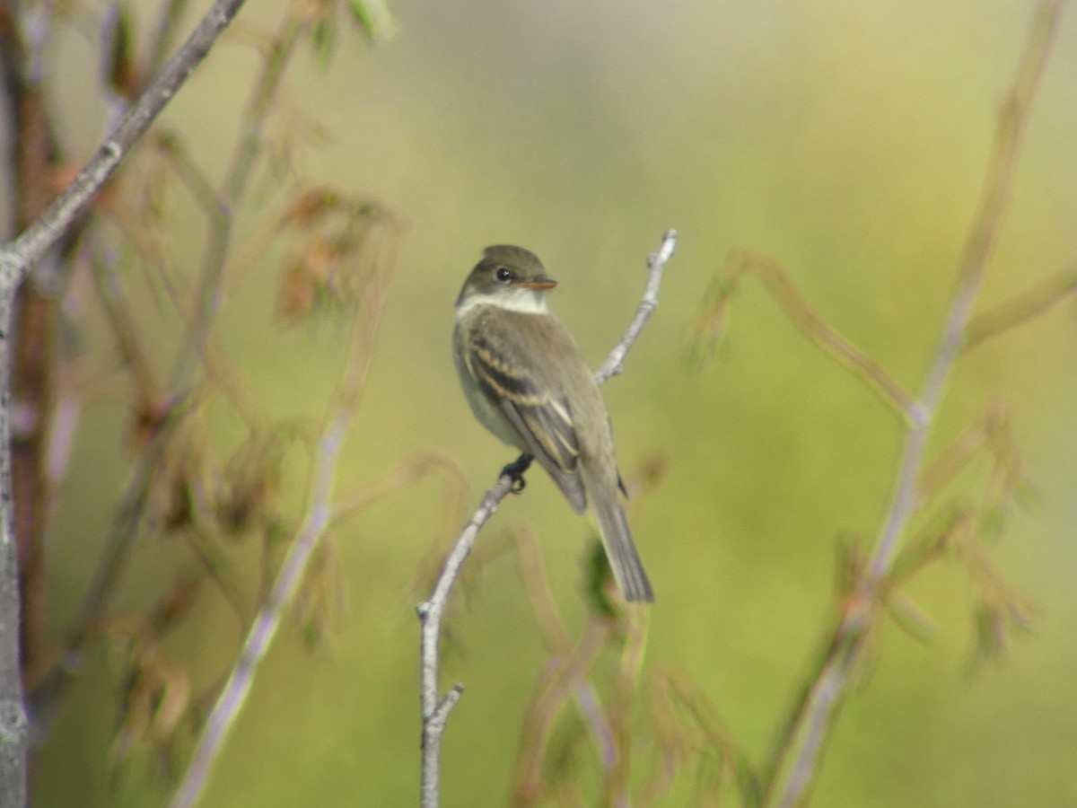 Mosquero sp. (Empidonax sp.) - ML362536131