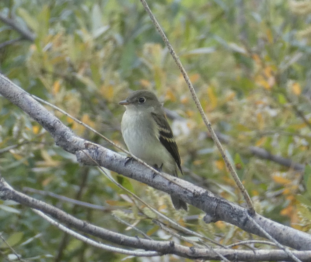 tanımsız Empidonax sp. - ML362536261