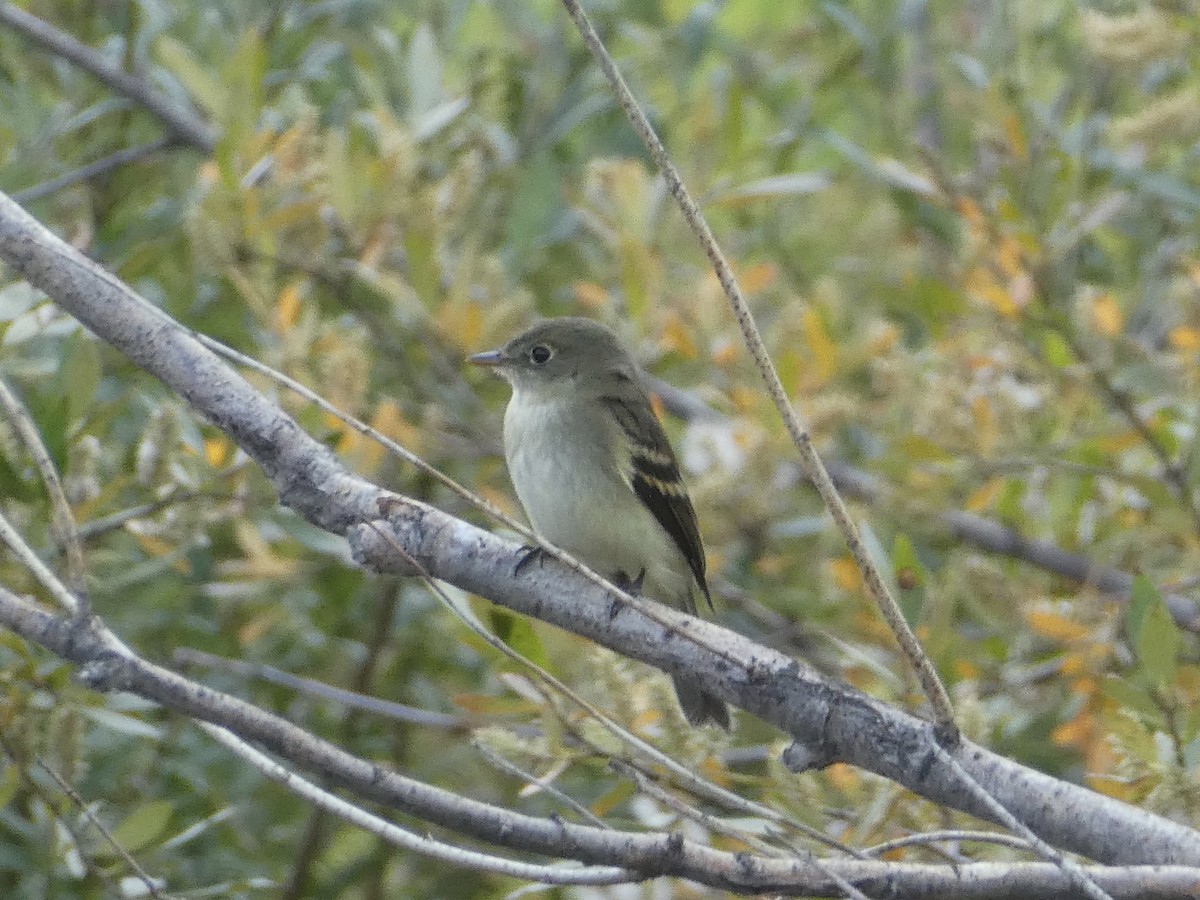 Mosquero sp. (Empidonax sp.) - ML362536271