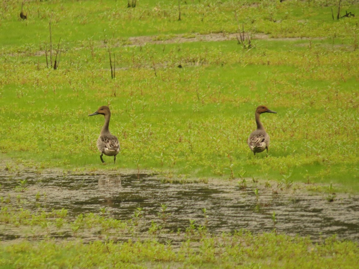 Northern Pintail - ML36253681