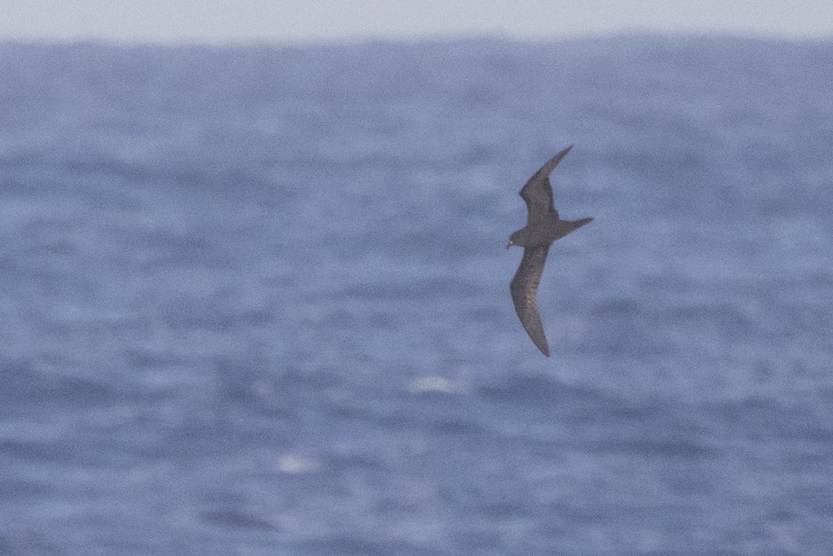 tanımsız Procellariidae sp. - ML362536811