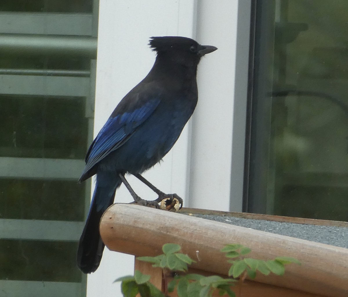 Steller's Jay - ML362536861