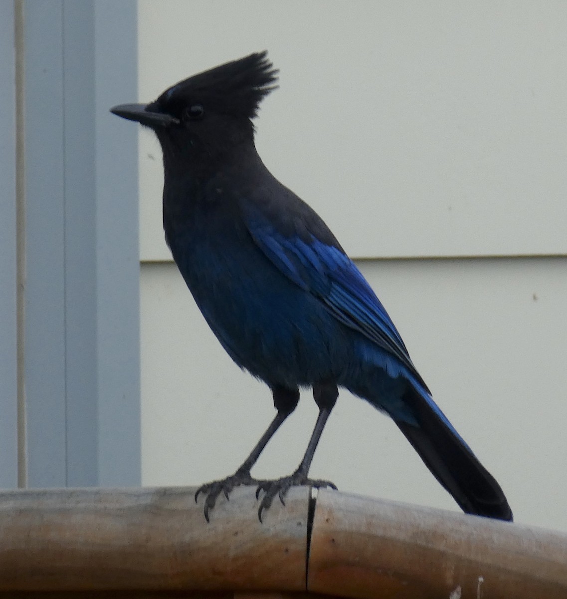 Steller's Jay - ML362536921