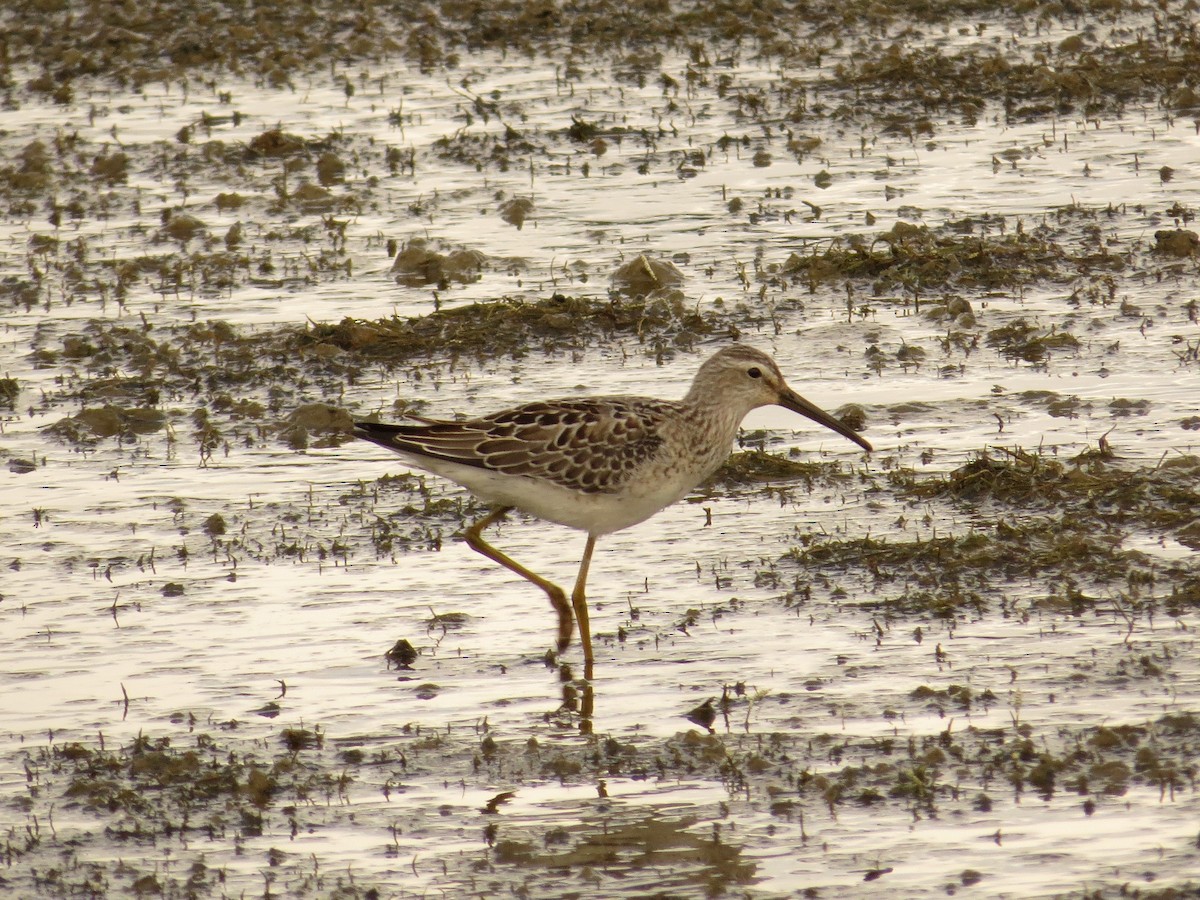 Stilt Sandpiper - ML36253711