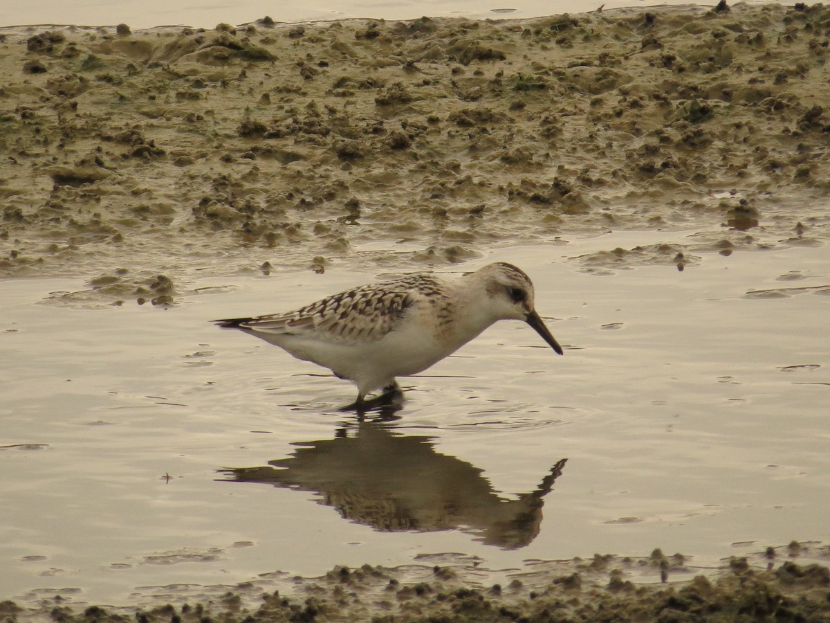 Sanderling - ML36253741