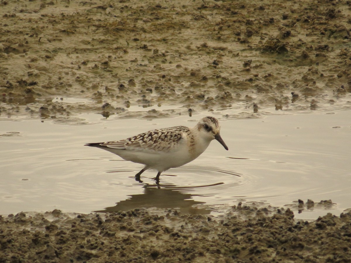 Sanderling - ML36253751