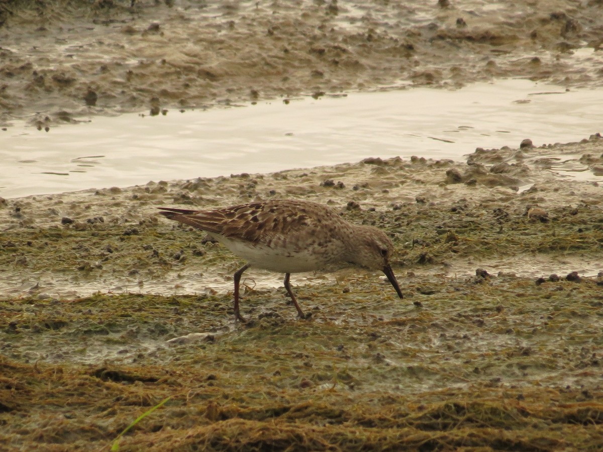 White-rumped Sandpiper - ML36253771