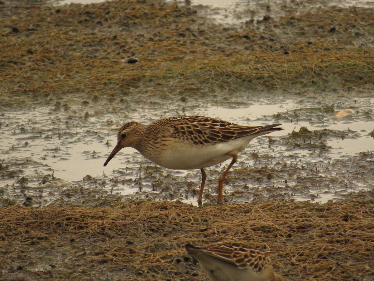 Pectoral Sandpiper - Brian Wulker