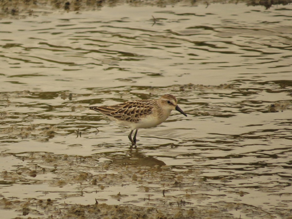 Semipalmated Sandpiper - ML36253821