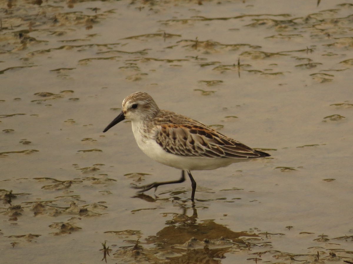 Western Sandpiper - ML36253881