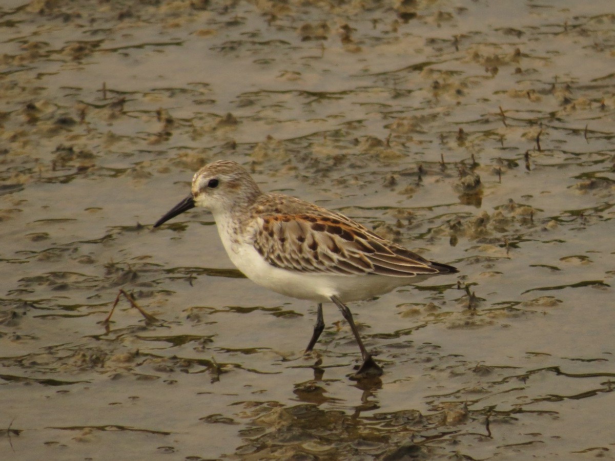 Western Sandpiper - ML36253891