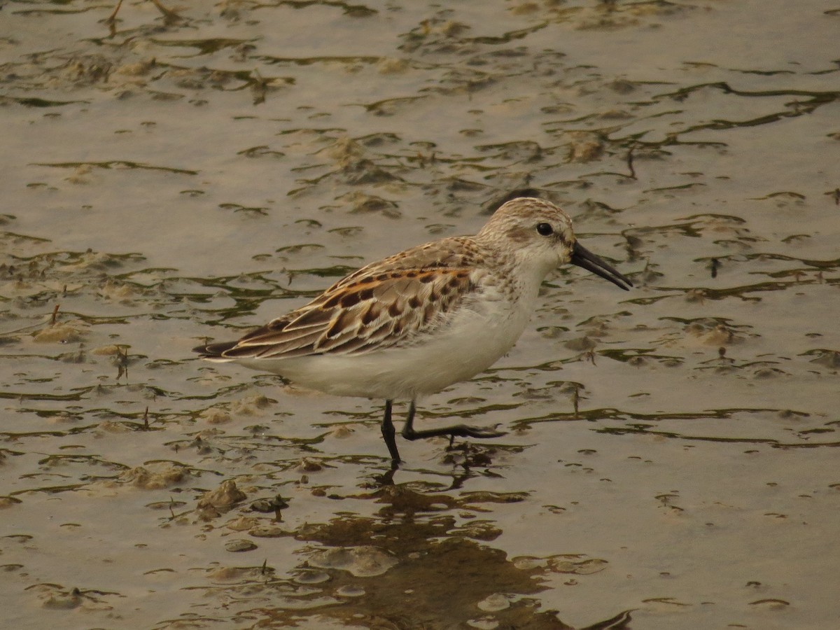 Western Sandpiper - ML36253901