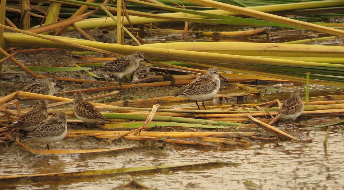 Western Sandpiper - ML36253931