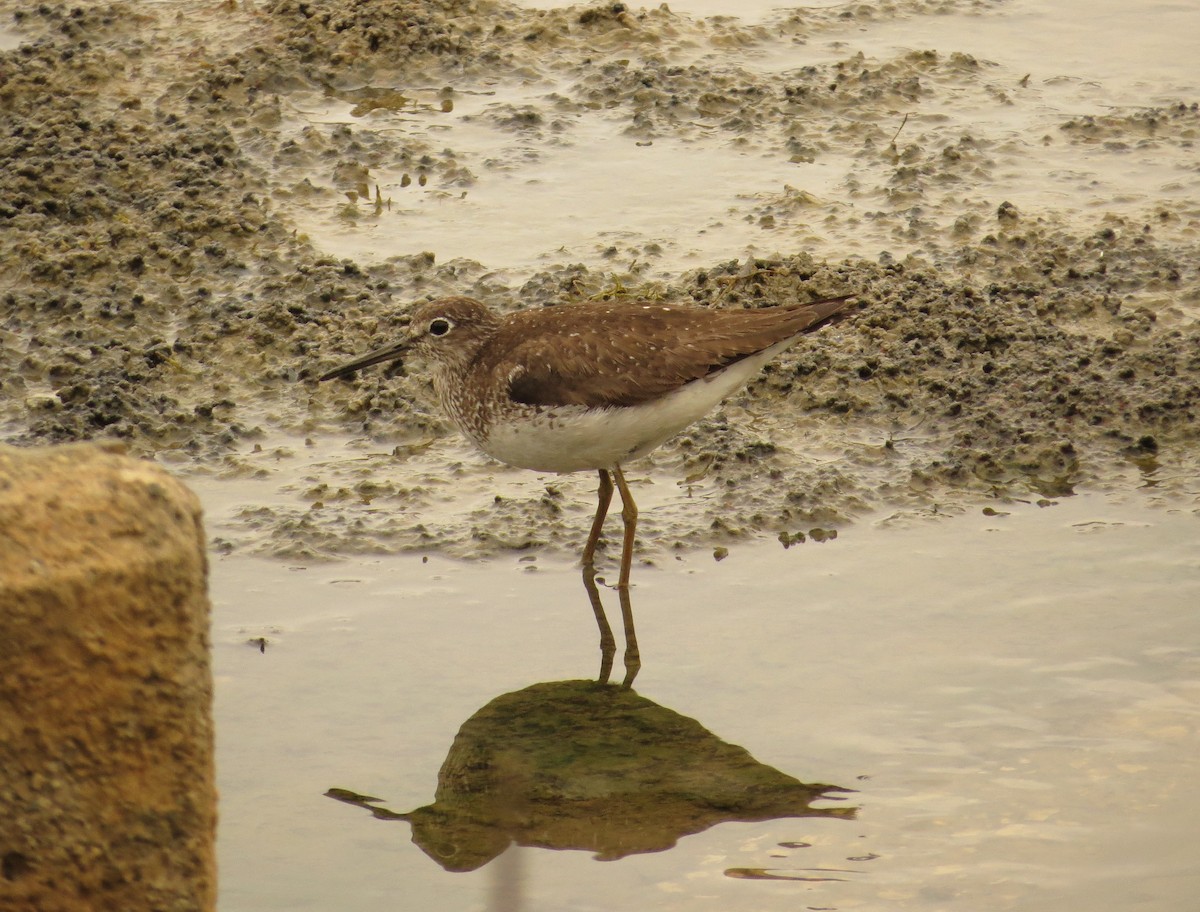 Solitary Sandpiper - ML36253971