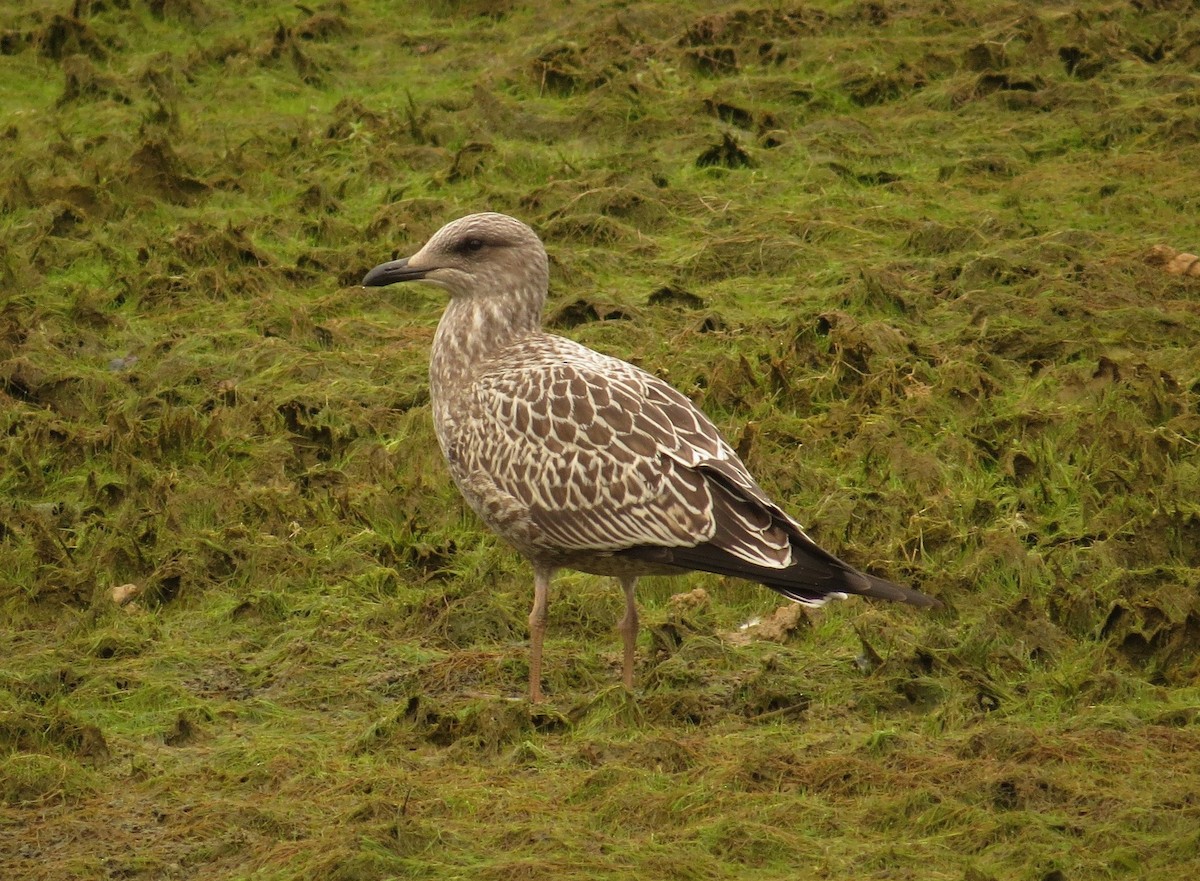 Lesser Black-backed Gull - ML36254021