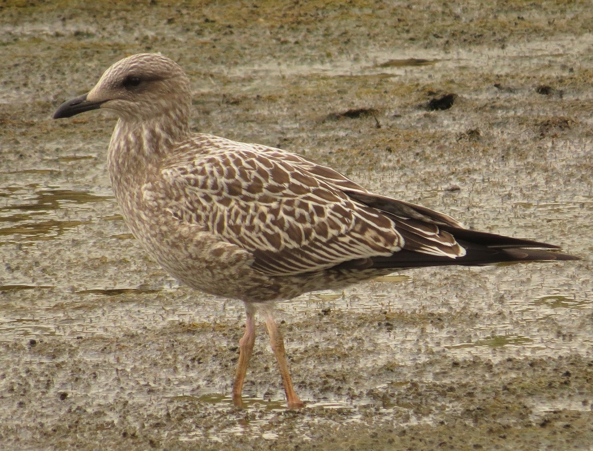 Lesser Black-backed Gull - ML36254031