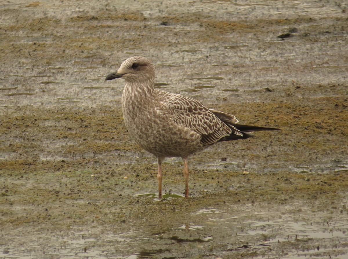 Lesser Black-backed Gull - ML36254041